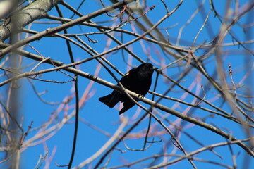 Red winged blackbird in the trees