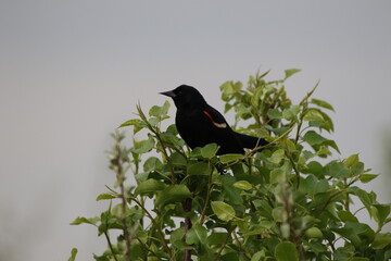Red winged blackbird