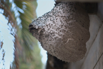 Nest of insects 