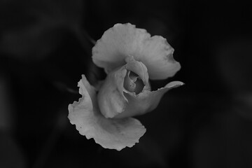 Fototapeta na wymiar rose on black
