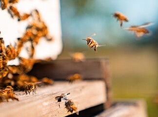 Honey Bees Flying around Bee Hive