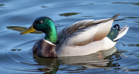 Obraz premium Beautiful Green Duck Swims in the Lake