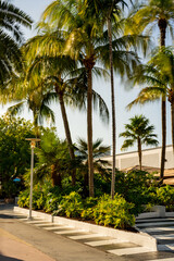 Miami Beach Lincoln Road. Long exposure photo to blur passing people and palm tree fronds