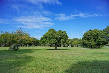 Fototapeta na wymiar 公園の芝生広場でみた存在感のある木＠大阪