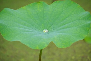 Fototapeta premium ハスの葉に溜まった水滴＠大阪