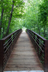 bridge in the forest