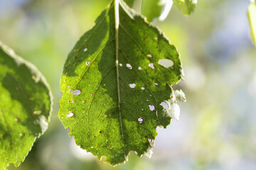 Aphids damaged leaf by pests and diseases. Aphidoidea colony damages trees in the garden by eating...