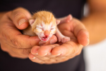 Beautiful newborn cat of golden color in the hands of a white man