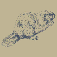 Isolated vector illustration of a beaver. (Castor). Hand drawn linear sketch. Monochrome silhouette. Vintage style.