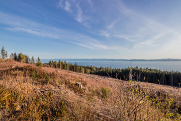 clear cut forest on the coast