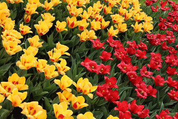 red and yellow tulips