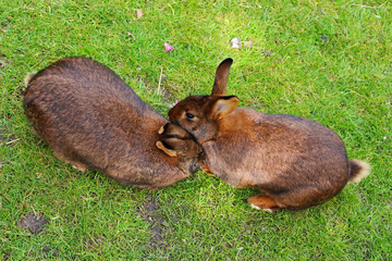 Fototapeta premium rabbits in the grass