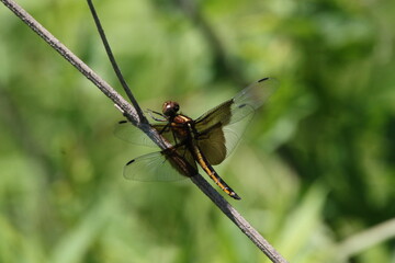 Dragonfly