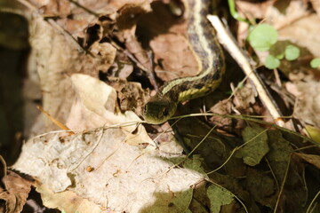 Common gartersnake