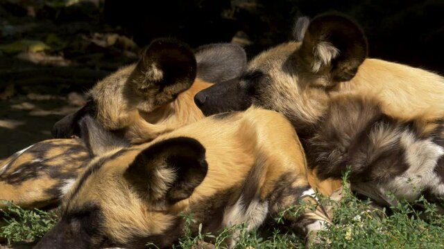 Multiple tired African Wild Dogs resting together in the shadow
