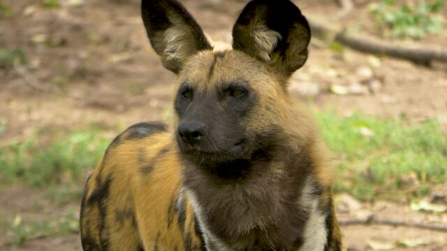 Portrait of an African Wild dog use smell to find prey in the harsh African wilderness