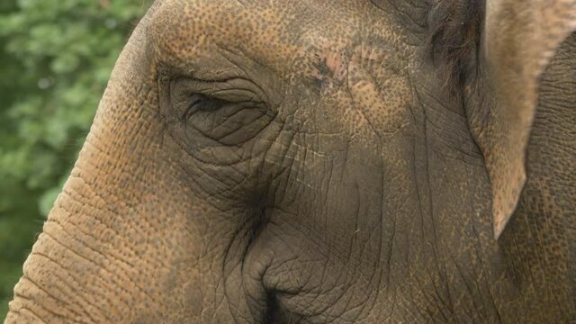 Extreme close-up tracking shot of the eye of an Asian elephant.