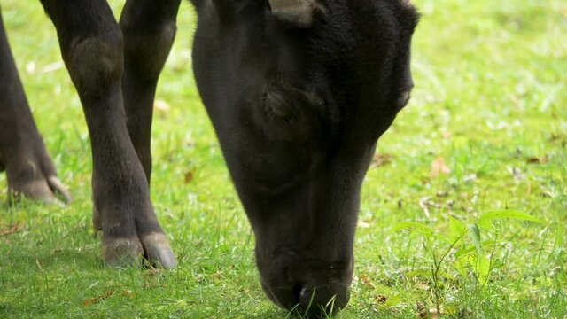 Close up of a young Indonesian Buffalo aka Anoa Eating Grass in.