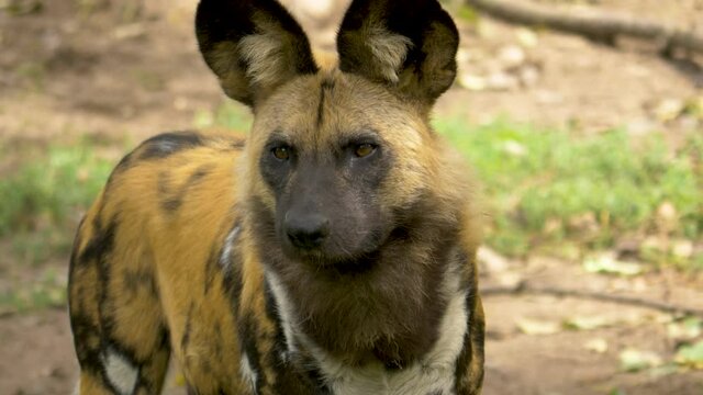 Close-up portrait of an African Wild Dog scouting for pray a hot summer day in northern Botswana, Africa