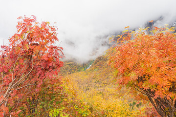 カラフルな秋の紅葉（赤・黄・オレンジ）秋の立山黒部アルペンルート　黒部平の紅葉