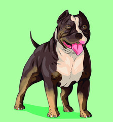 Dog american bully pitbull - obrazy, fototapety, plakaty