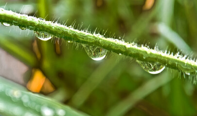 Dew drops on leafe blade