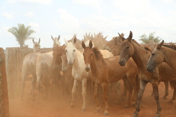 Mules t the country farm