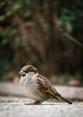 sparrow on the ground