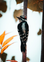 spotted woodpecker