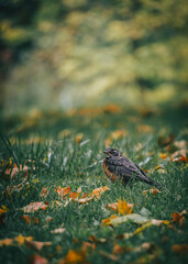 bird autumn