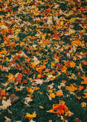 autumn leaves background