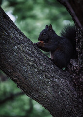 squirrel on a tree