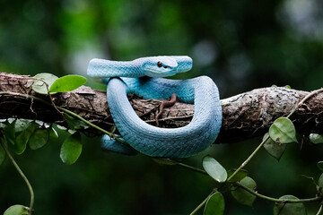 Snake perched on a tree branch
