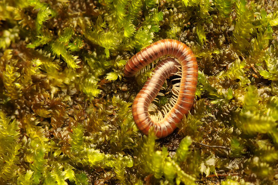 A millipede was rolling its body on the mossy ground. This insect has the scientific name Trigoniulus corallinus. 