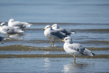 small group of seagulls resting on the coast with waves washing on the sandy beach