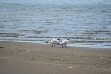 two Western Tern birds resting on the edge of the sandy beach by the ocean 