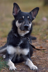 black and brown dog mongrel at animal shelter
