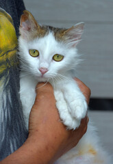 fluffy white and gray cat in hands - 462986228