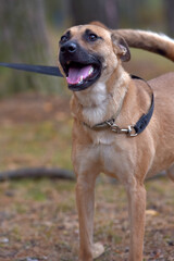 ginger mongrel dog at animal shelter