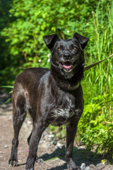 Naklejka premium black dog mongrel on a leash in summer