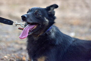 black and brown dog mongrel at animal shelter