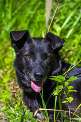 black dog mongrel on a leash in summer