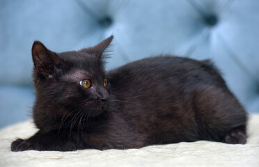black kitten with a wary expression of the muzzle