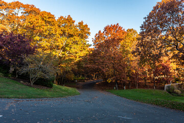 autumn in the street