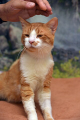 red with white beautiful domestic cat