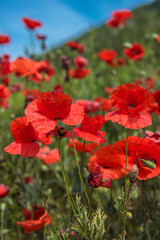Obraz premium Red poppy flowers in the oil seed rape fields