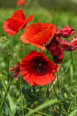 Obraz premium Red poppy flowers in the oil seed rape fields