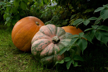 Seasonal harvest. Ripe orange pumpkin on grass