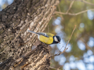 Cute bird Great tit, songbird sitting on a branch without leaves in the autumn or winter.