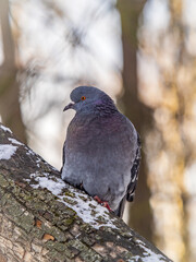 The fat pigeon sitting on a branch.